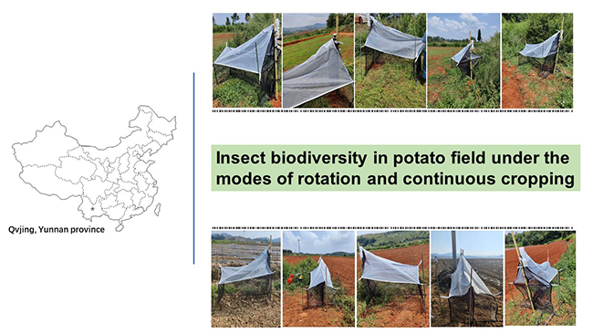 Insect diversity in potato field